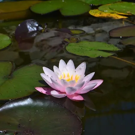 بيت ضيافة Zacisze شخوف