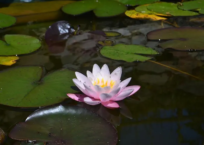 בית הארחה Zacisze צ'כוב